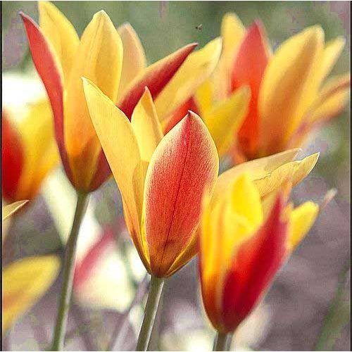 Piros-sárga botanikai tulipán Tubergens Gem