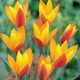 Piros-sárga botanikai tulipán Tubergens Gem