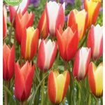 Botanikai tulipán  válogatás mix