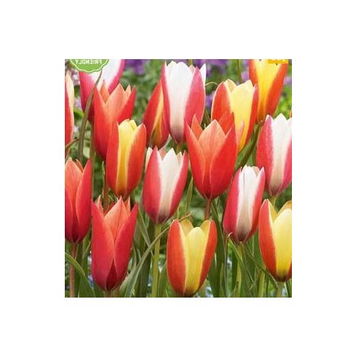 Botanikai tulipán  válogatás mix