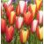 Botanikai tulipán  válogatás mix