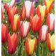 Botanikai tulipán  válogatás mix