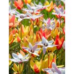 Botanikai tulipán  válogatás mix