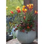 Botanikai tulipán  válogatás mix