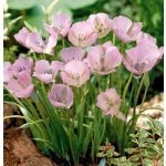 Pillangótulipán -  Calochortus  Cupido