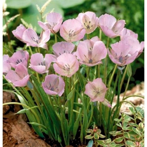 Pillangótulipán -  Calochortus  Cupido