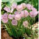 Pillangótulipán -  Calochortus  Cupido