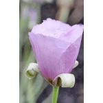 Pillangótulipán -  Calochortus  Cupido