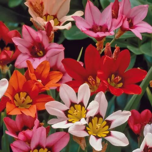 Cigányvirág színkeverék - Sparaxis tricolor