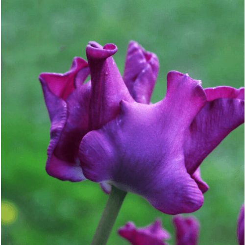Különleges coronet tulipán - Crown of Negrita
