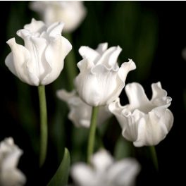 Különleges coronet tulipán - White Liberstar