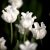 Különleges coronet tulipán - White Liberstar