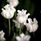 Különleges coronet tulipán - White Liberstar