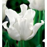 Különleges coronet tulipán - White Liberstar