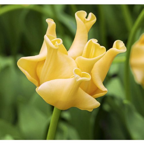 Különleges coronet tulipán - Yellow Crown