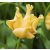 Különleges coronet tulipán - Yellow Crown