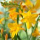 Sáfrányfű - Crocosmia  George Davidson, sárga crocosmia