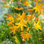 Sáfrányfű - Crocosmia  George Davidson, sárga crocosmia