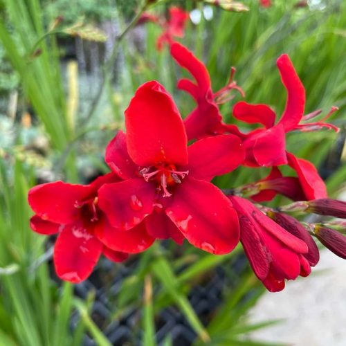 Hellfire sáfrányfű (Crocosmia, Montbretia)