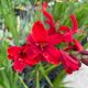 Hellfire nagy virágú sáfrányfű (Crocosmia, Montbretia)