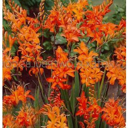 Sáfrányfű - Crocosmia Masoniorum