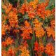 Sáfrányfű - Crocosmia Masoniorum