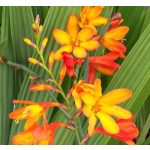 Sáfrányfű - Crocosmia  Meteor