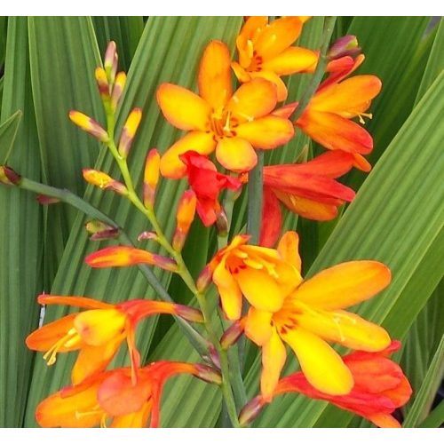 Sáfrányfű - Crocosmia  Meteor