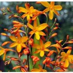 Sáfrányfű - Crocosmia  Meteor