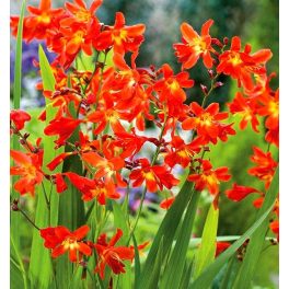 Sáfrányfű - Crocosmia  /Montbrécia/ Red King