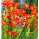 Sáfrányfű - Crocosmia  /Montbrécia/ Red King