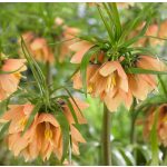 Császárkorona - Fritillaria Early Fantasy