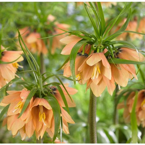 Császárkorona - Fritillaria Early Fantasy