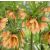 Császárkorona - Fritillaria Early Fantasy