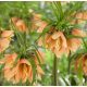 Császárkorona - Fritillaria Early Fantasy
