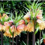 Császárkorona - Fritillaria Early Fantasy
