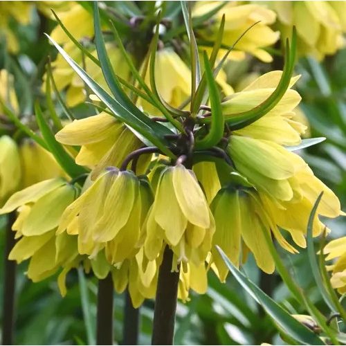 Császárkorona - Fritillaria Helena