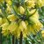 Császárkorona - Fritillaria Helena