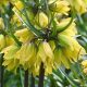 Császárkorona - Fritillaria Helena