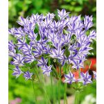 Csíkos csillagliliom - Triteleia Rudy