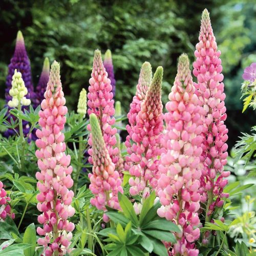 Erdei csillagfürt - rózsaszín Lupinus polyphyllus