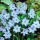 Tavaszi csillaghagyma - Wisley Blue