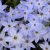 Tavaszi csillaghagyma - Wisley Blue