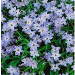 Tavaszi csillaghagyma - Wisley Blue