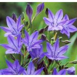 Sötétkék csillagliliom -Triteleia