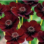 Csokoládéillatú pillangóvirág (Cosmos)