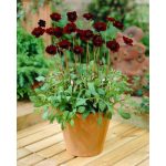 Csokoládéillatú pillangóvirág (Cosmos)