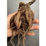 Csokoládéillatú pillangóvirág (Cosmos)