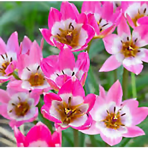 Csokros botanikai tulipán - Garden of Clusius