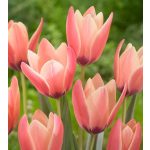 Csokros botanikai tulipán , színváltó rózsasz tulipán, egy hagyma több virágot hoz